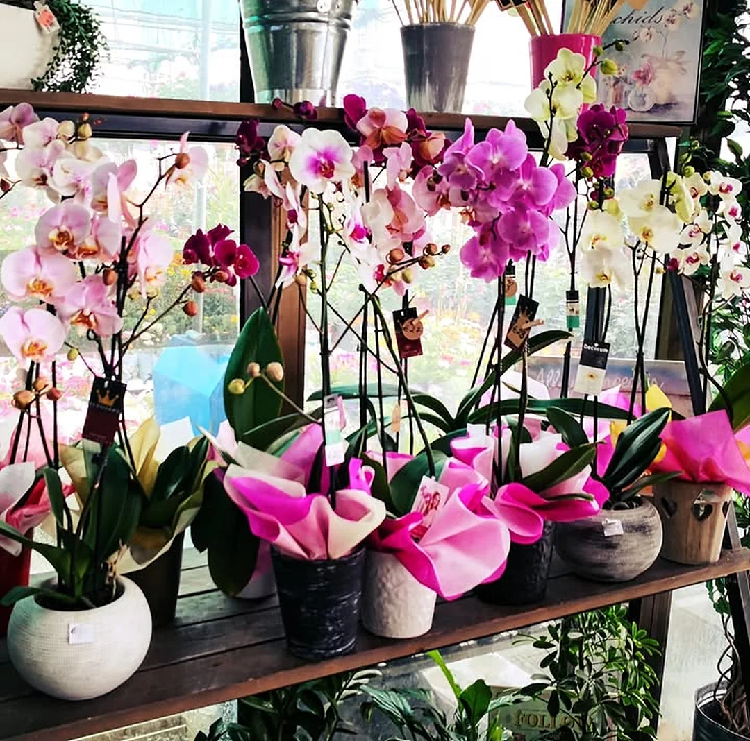 Pink and white orchids in ceramic pots on the shop shelf