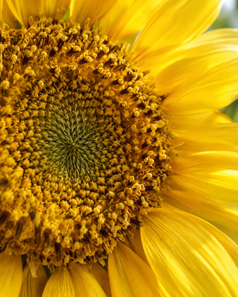 A bright sunflower